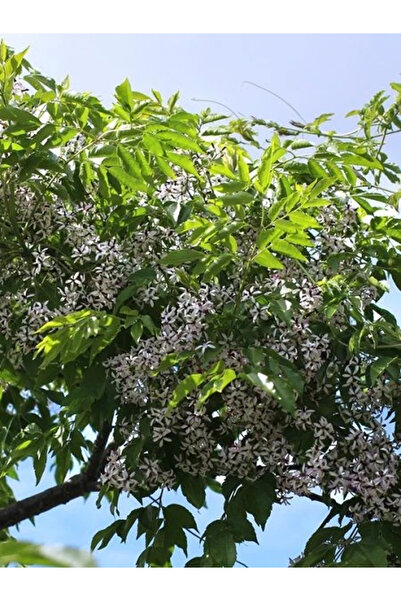 fidanistanbul Tesbih Ağacı Melia azedarach Chinaberry 120 cm Saksıda