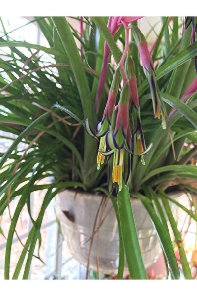 fidanistanbul Efe Püskülü Billbergia nutans 40 50 cm Saksıda