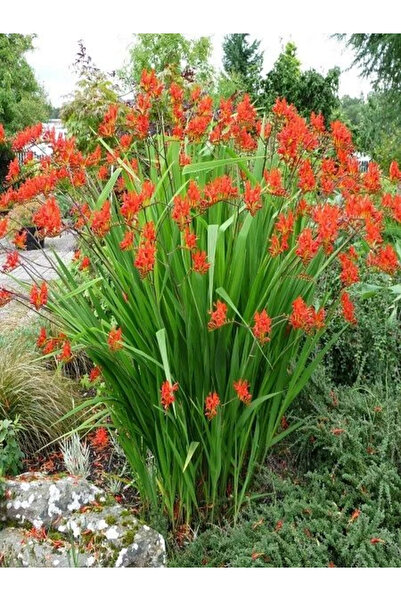 fidanistanbul Turuncu Yaban Orkidesi Crocosmia montbretia Saksıda