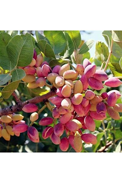 ASES TÜPLÜ  AŞILI ,UCB1 ANAÇLI SİİRT FISTIĞI , 2 ADET (1 ERKEK, 1 DİŞİ) BOY 30/40 CM