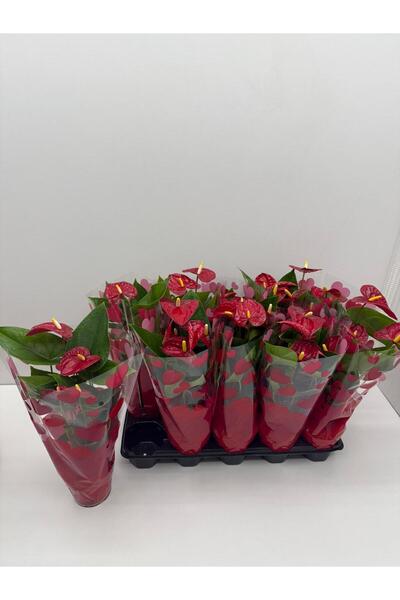 YAMAN Anthurium flamingo çiçeği