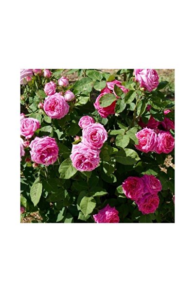 Mimoza Kokulu Reçellik Yediveren Isparta Gülü Fidanı 10-20 cm