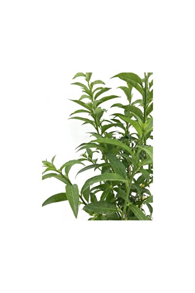 Genel Markalar Melisa Çiçeği Fidanı 20-30 cm