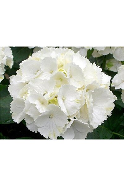 Mimoza Beyaz Ortanca Fidanı Fidesi 10-20 cm Hydrangea Macrophylla White