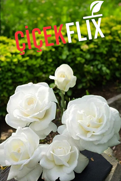 ÇİÇEKFLİX Vanilya  beyaz gül  kokulu fidanı açık kök dikime hazır  18-20cm