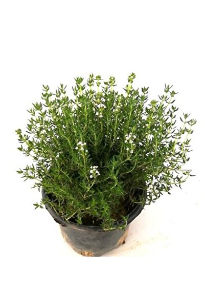 Potted Thyme Sapling 10-20 Cm Potted Thyme Sapling