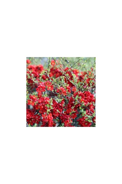 Mimoza Kırmızı Bahar Dalı Çiçeği Fidanı 20-40 cm