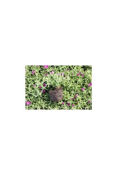 Mimoza Yer Örtücü Bitki Acem Halısı Fidanı 5-15 cm