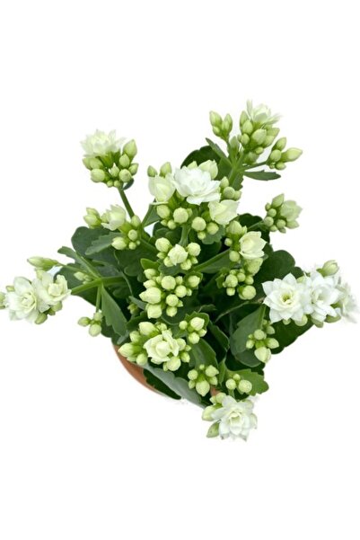 Genel Markalar Kalanchoe Çiçeği Fidanı Beyaz 10-20 cm