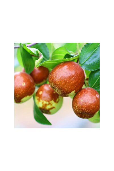 Floramut Yemesi Çok Güzel Hünnap Fidanı