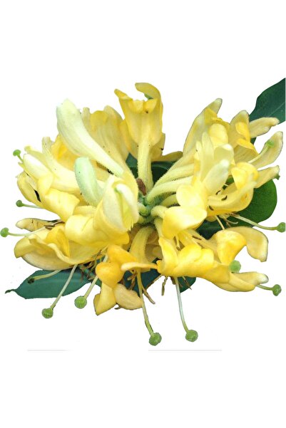 Mimoza Hanımeli Fidanı Lonicera Periclymenum 10-20 cm