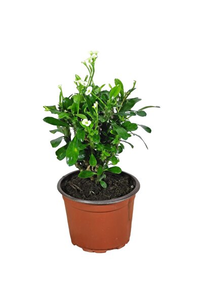 Mimoza Efhorbia-Dikenler Tacı Çiçeği Beyaz 10-20 cm