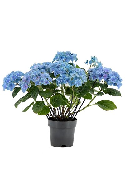 Nura Botanik Su Mavisi Ortanca Fidanı Fidesi 10-30 Cm Hydrangea Macrophylla