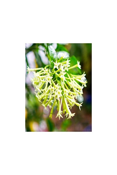 Mimoza Biorganix Cestrum Limon Melisa Çiçeği Fidanı