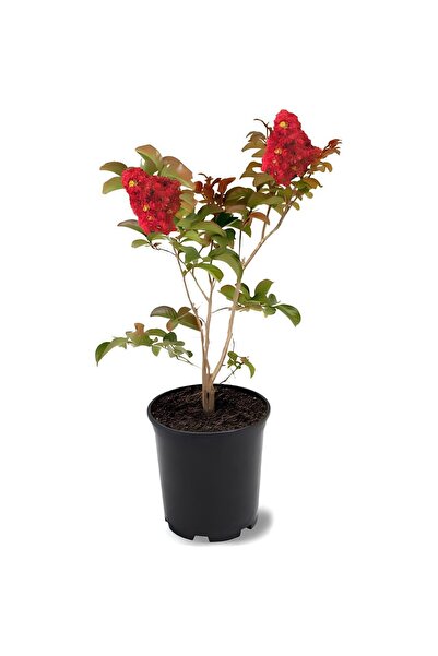 Mimoza Kırmızı Renk Oya Ağacı Fidanı 1 Adet 40-80 cm