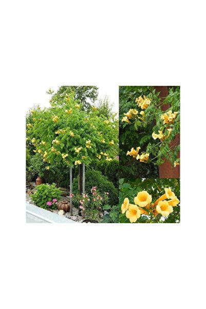 Mimoza Campsis Radicans Yellow Trumpet Sarı Acem Borusu Fidanı 20-40 cm