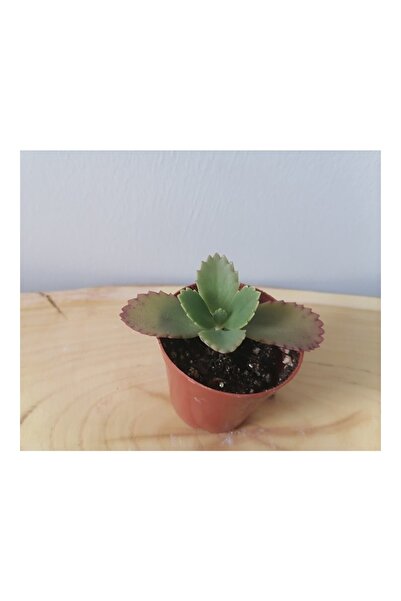 Mimoza ED Aşkın Gözyaşı - Kalonche Daigremontiana