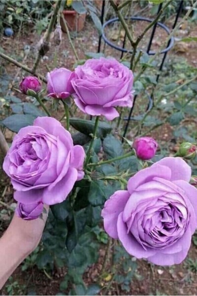 ÇİÇEKFLİX Aşılı joker  gül (LiLa  ) dikime hazır açık kök  24-26cm