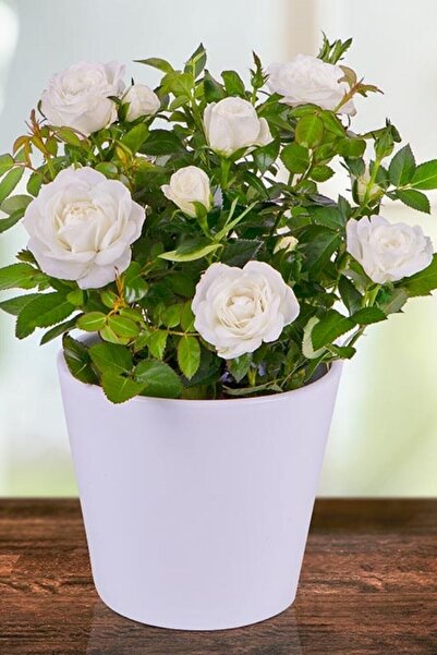 ÇİÇEKFLİX 1 Adet Bodur Beyaz Iç Mekan Ve Balkon Gülü Açık Kök 35-40cm