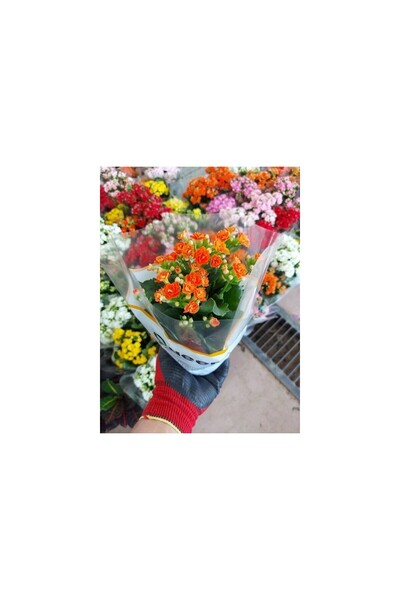 Mevsim Fidancılık Kalanşo Çiçeği Portakal Renkli 10-20 cm