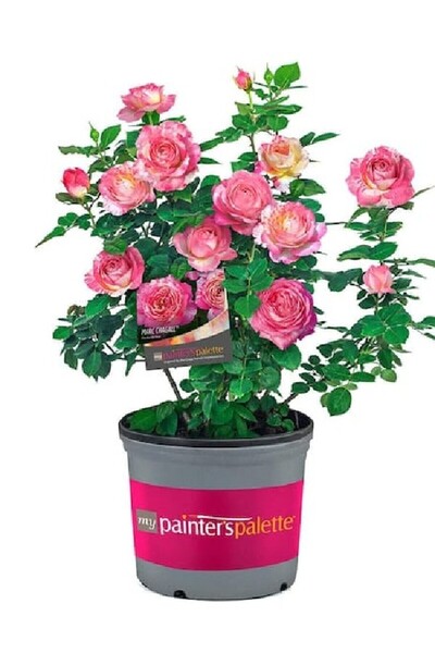 ÇİÇEKFLİX Bodur gül sihirbaz pembe açık kök dikime hazır 30-35cm