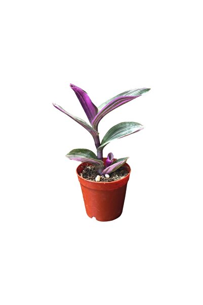 Genel Markalar Tradescantia Zebrina Kaktüs Sukulent Fidanı 10-20 cm