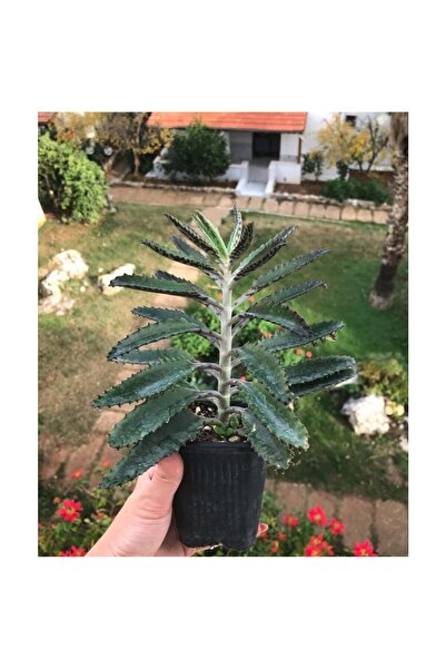 Mimoza Aşkın Gözyaşı Çiçeği Sukulent 10-20 cm