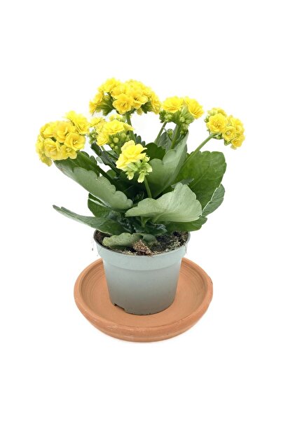 Mimoza Bitki Market Kalanchoe (Kalanşo) Sarı