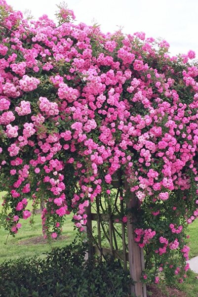 ÇİÇEKFLİX Yediveren Cins Pembe Sarmaşik Gül 1 Adet Açık Kök