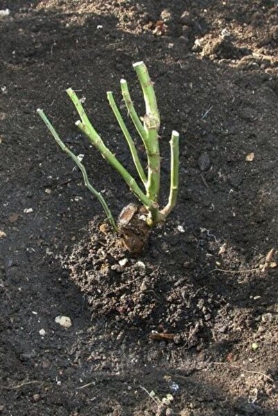 ÇİÇEKFLİX Yediveren Cins Pembe Sarmaşik Gül 1 Adet Açık Kök