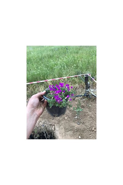 Mimoza Acem Halısı Çiçeği Fidanı 10-20 cm