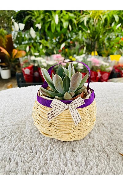 Home Hasır Sukkulent Saksısı