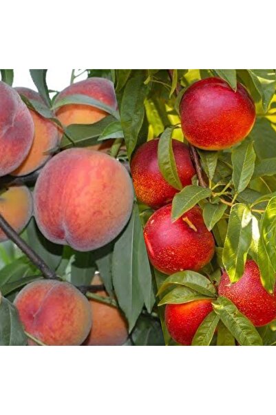 Doğan Fidancılık Nectrin (Tüysüz) ve Şeftali (Tüylü) Tüplü (120 160 )cm arası...