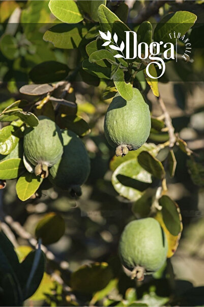 DOĞA FİDANCILIK Tüplü Feijoa Kaymak Ağacı Fidanı 3 Yaş