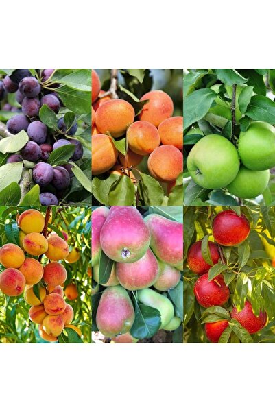 Doğan Fidancılık Erik,kayısı,elma,şeftali,armut,nectarin 6lı Fidan Paketi Tüplü 2,3 Yaşında 120 ,160 Cm Arası