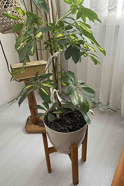 Moola حامل وعاء الزهور الخشبي، حامل الزهور، منظم وعاء الزهور، حامل شرفة الحديقة