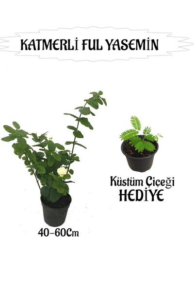 Gardenbox Mis Kokulu Katmerli Ful Yasemin 1 ADET+Tül Kuşkonmaz Çiçeği