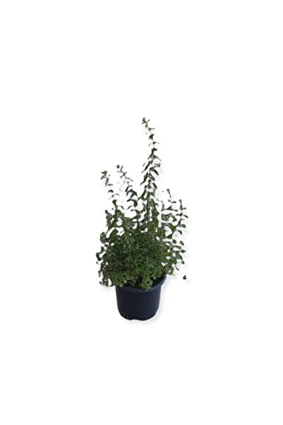 Gardenbox Aromatik Bitkiler, Mis Kokulu, 4'lü Mutfak Seti, Büyük Boy, Mercan Köşk/Lavanta/Biberiye/Kekik