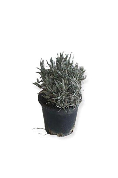 Gardenbox Aromatik Bitkiler, Mis Kokulu, 4'lü Mutfak Seti, Büyük Boy, Mercan Köşk/Lavanta/Biberiye/Kekik