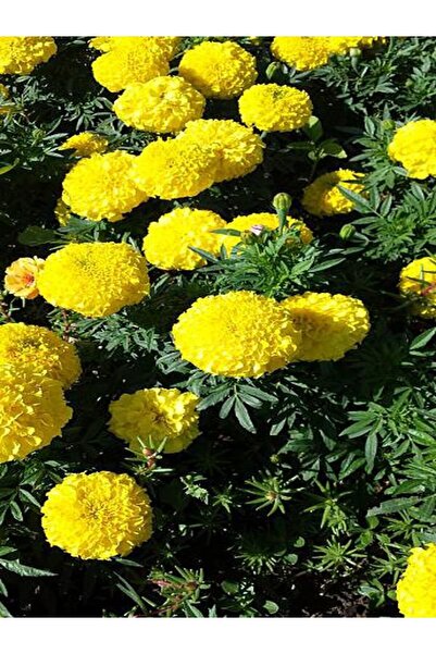 serada decor & plant Videolu Sarı Kadife Çiçeği 10 Adet Saksılı/ Tüplü 5-15 C...