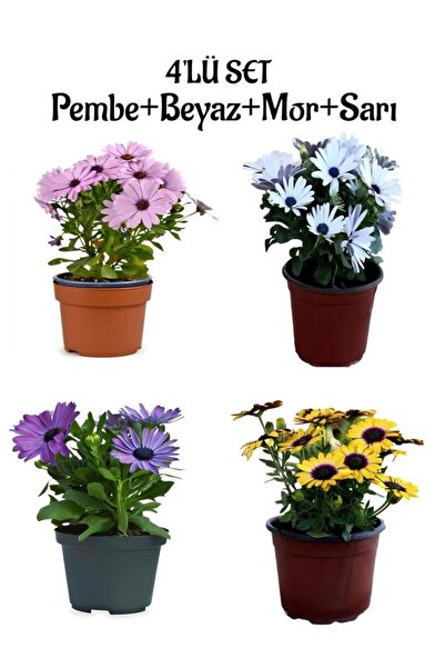 Gardenbox Rengarenk Pembe+Beyaz+Mor+Sarı Renk Bodrum Papatyası Bahar Çiçeği 4...