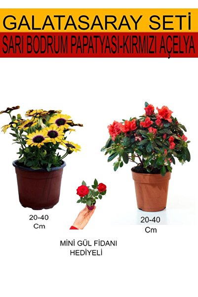 Gardenbox 2'Li Set Sarı Bodrum Papatyası+Kırmızı Açelya+ Hediyelik Kırmızı Gü...