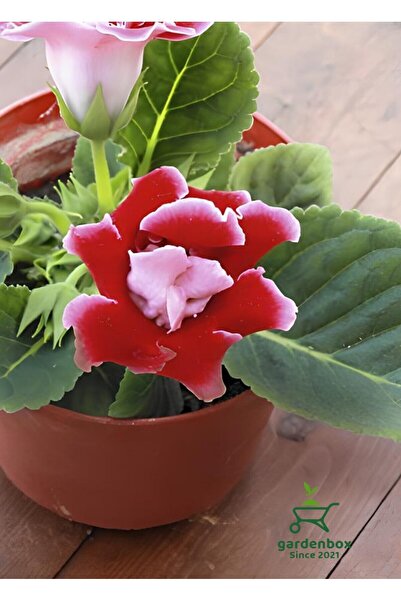 Gardenbox Gloxinia Bardak Menekşesi Kırmızı Renk 1 ADET Saksılı 10-15Cm