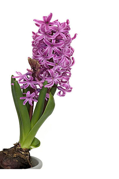 Gardenbox Mis Kokulu Mor Renk Sümbül Çiçeği 10-20Cm Bahçe Peyzaj Bitkisi