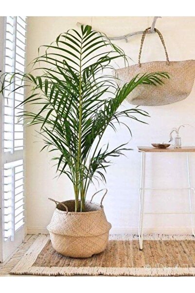 Gardenbox Areka Salon Palmiyesi Salon Palmiyesi 80-120 Cm Areca Palm Salon Of...