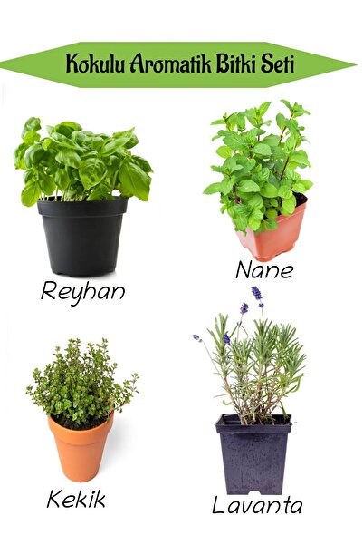 Nura Botanik Aromatik KOKULU Mutfak Seti Reyhan+Nane Fidanı+Kekik+Lavanta Fid...