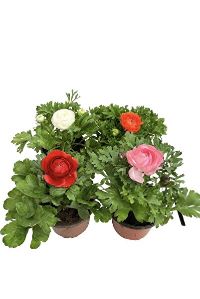 Nura Botanik Videolu Şakayık Çiçeği Kırmızı- Pembe- Turuncu-beyaz 4 Adet Saks...