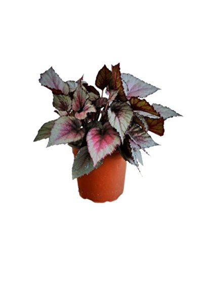 Nura Botanik Silver Limbo Begonya Rex - Yaprak Güzeli 20 - 40 Cm.