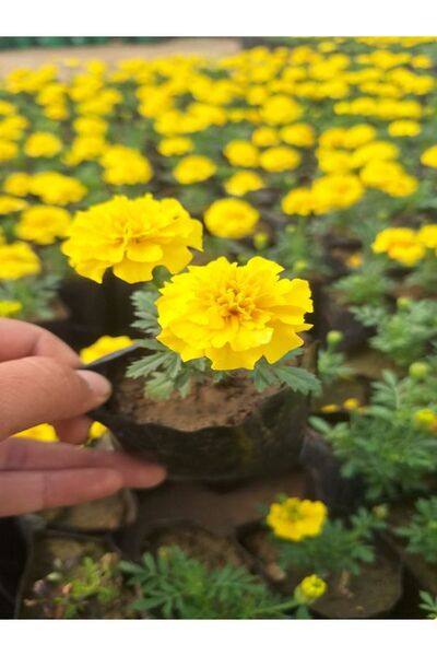 Nura Botanik Yoğun Kokulu Sarı Çıtır Kadife Çiçeği (10-20 Cm) 1 Adet Tüplü