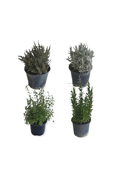 Gardenbox Aromatik Bitkiler, Mis Kokulu, 4'lü Mutfak Seti, Büyük Boy, Mercan Köşk/Lavanta/Biberiye/Kekik